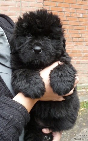 Фото: ньюфаундленд Супер Премиум Инвисибл (Super Premium Invisible)