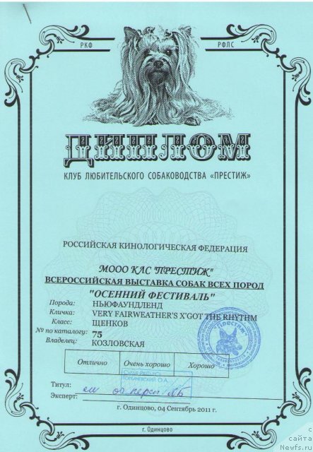 Фото: ньюфаундленд Very Fairweathers X'Got The Rhythm