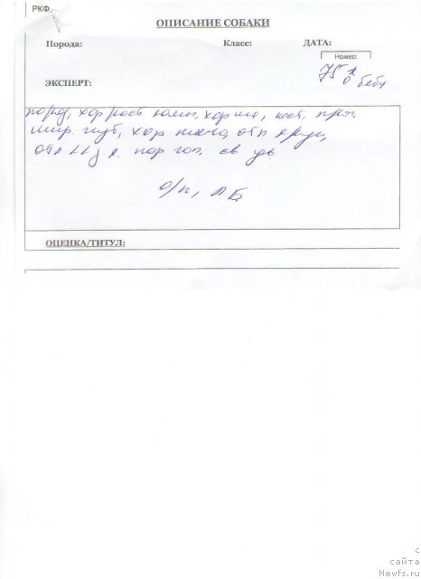 Фото: ньюфаундленд Very Fairweathers X'Got The Rhythm