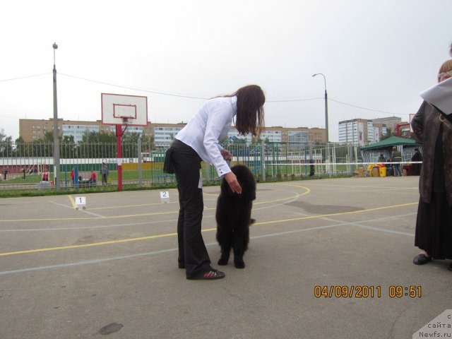 Фото: ньюфаундленд Very Fairweathers X'Got The Rhythm