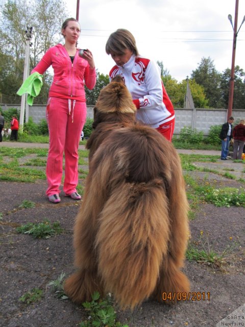 Фото: ньюфаундленд Бархатка Роскошная, Светлана Пермякова