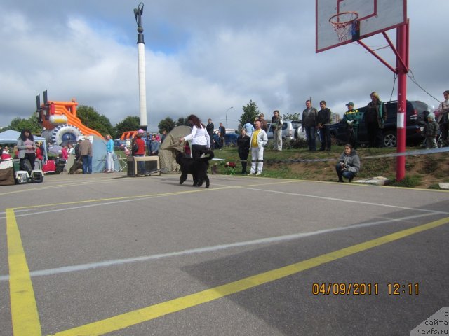 Фото: ньюфаундленд Very Fairweathers X'Got The Rhythm