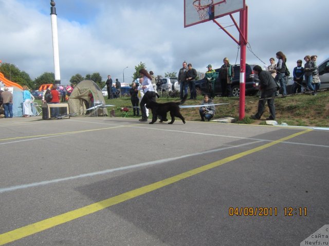 Фото: ньюфаундленд Very Fairweathers X'Got The Rhythm