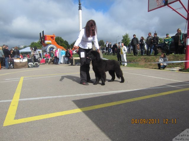 Фото: ньюфаундленд Very Fairweathers X'Got The Rhythm