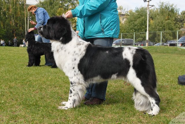Фото: ньюфаундленд Сент Джонс Фаберже Коллекшен (Sent Djons Faberge Collection)