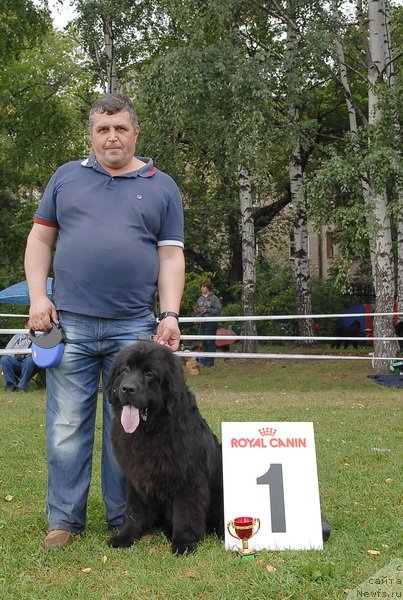 Фото: ньюфаундленд Сент Джонс Халбьёрн Фрамсан