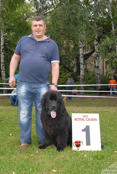 Фото: ньюфаундленд Сент Джонс Халбьёрн Фрамсан