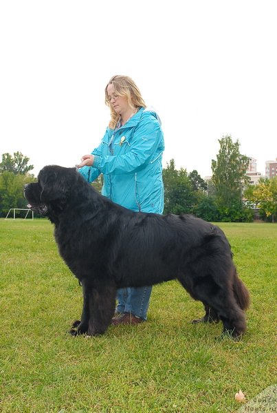 Фото: ньюфаундленд Kloofbears My Dream for Sent Djons