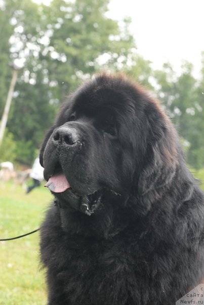 Фото: ньюфаундленд Kloofbears My Dream for Sent Djons