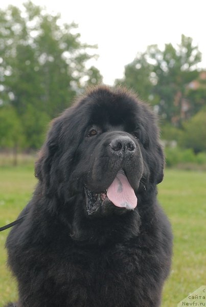 Фото: ньюфаундленд Kloofbears My Dream for Sent Djons