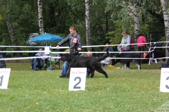 Фото: ньюфаундленд Сент Джонс Хеппи ту Дей