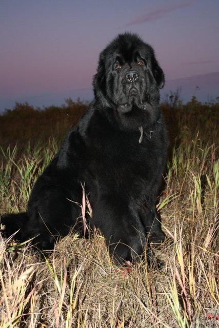 Фото: ньюфаундленд Fortuna of Giant's Island