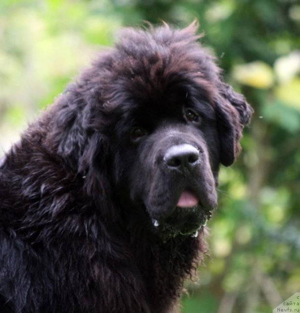 Фото: ньюфаундленд Сент Джонс Херо фор Клуфбеар (Sent Djons Hero for Kloofbear)