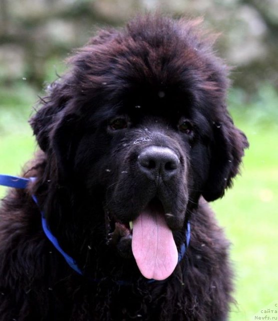 Фото: ньюфаундленд Сент Джонс Херо фор Клуфбеар (Sent Djons Hero for Kloofbear)