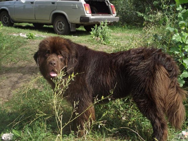 Фото: ньюфаундленд Повелитель Великих Озер