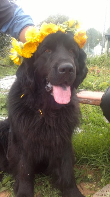 Фото: ньюфаундленд Колдовская Любовь