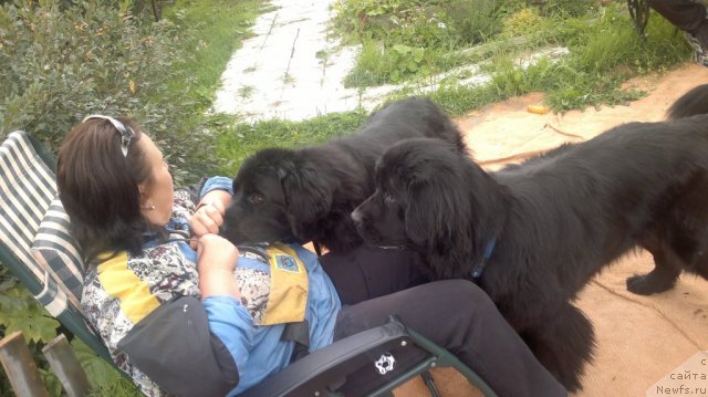 Фото: ньюфаундленд Колдовская Любовь, ньюфаундленд Супер Бизон Дека