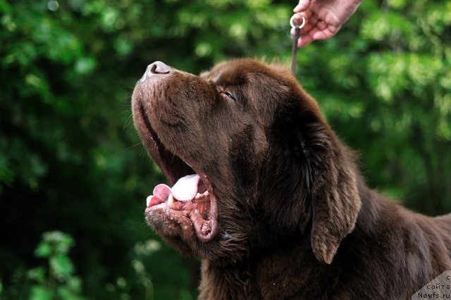 Фото: ньюфаундленд Aetna vom Riesrand