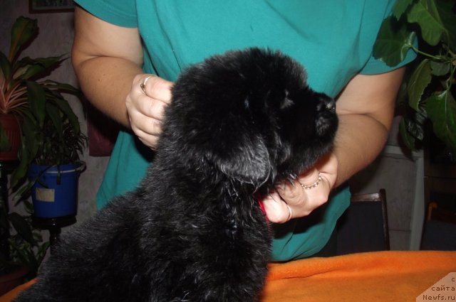 Фото: ньюфаундленд Кокетка от Чаннел из Медвежьего Яра, ньюфаундленд Антония Жемчужина Камвы, Наталья Гостюхина