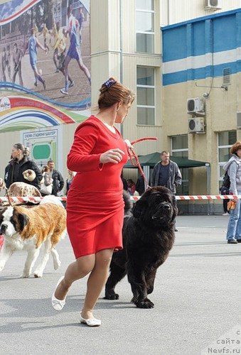 Фото: ньюфаундленд Арх Бьюти Одри Вольная Птица, Виктория Федорова