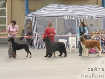 Фото: Виктория Федорова, ньюфаундленд Арх Бьюти Одри Вольная Птица