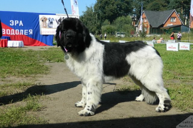 Фото: ньюфаундленд Rosa Mollis Baby Scratch My Back