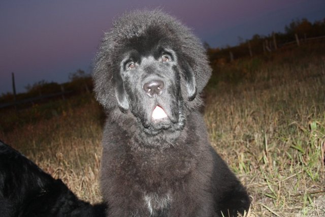 Фото: ньюфаундленд Бегущая по Волнам Зеро Коол