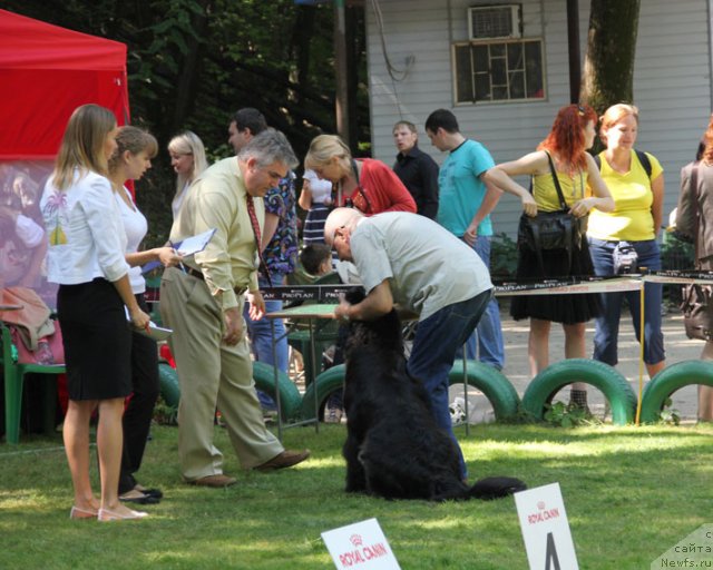 Фото: ньюфаундленд Сила с Берега Дона (Sila s Berega Dona)