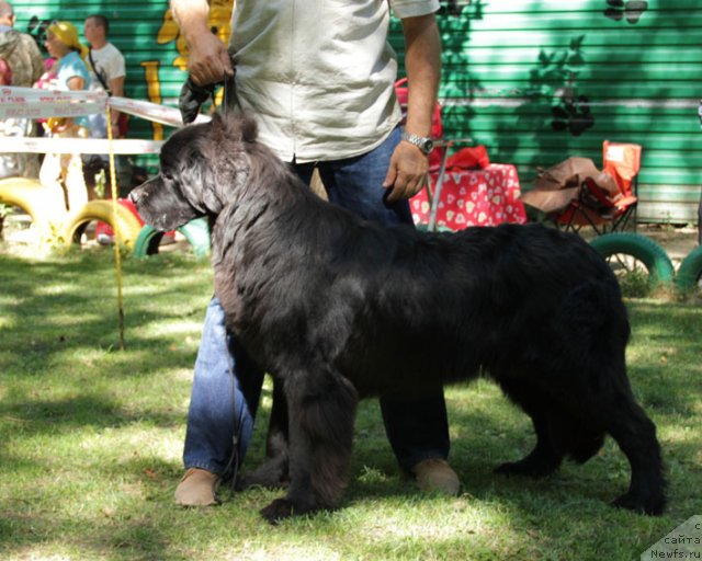 Фото: ньюфаундленд Сила с Берега Дона (Sila s Berega Dona)