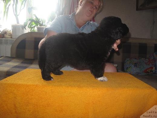 Фото: щенок, ньюфаундленд Веснушка на Счастье (Vesnushka na Shastie), ньюфаундленд King of Helluland I'm Precious