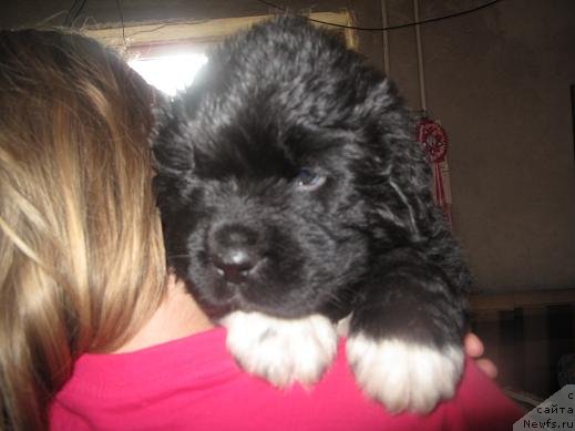 Фото: дети, ньюфаундленд Веснушка на Счастье (Vesnushka na Shastie)