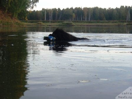 Фото: ньюфаундленд Блэк Долли Пейв Блэк (Blek Dolli Peyv Black)