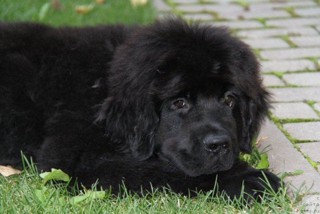 Фото: ньюфаундленд С'Нежная Вьюга Амороне Сартори (S'Nezhnaya Vjuga Amorone Sartori)