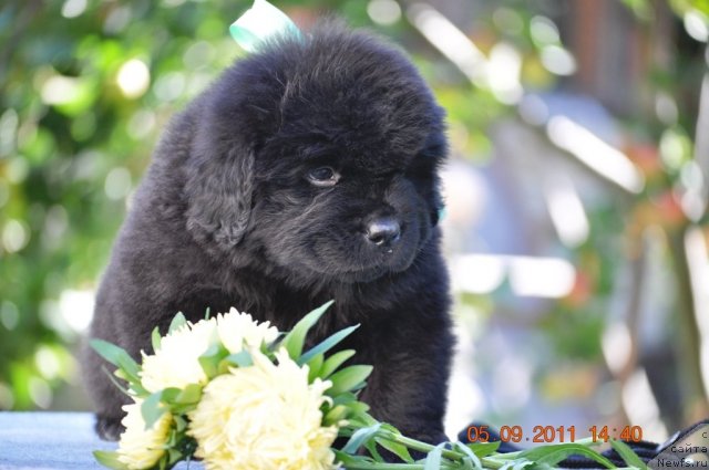 Фотография № 76519