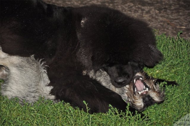 Фото: ньюфаундленд Сказочная Кроха Нериан