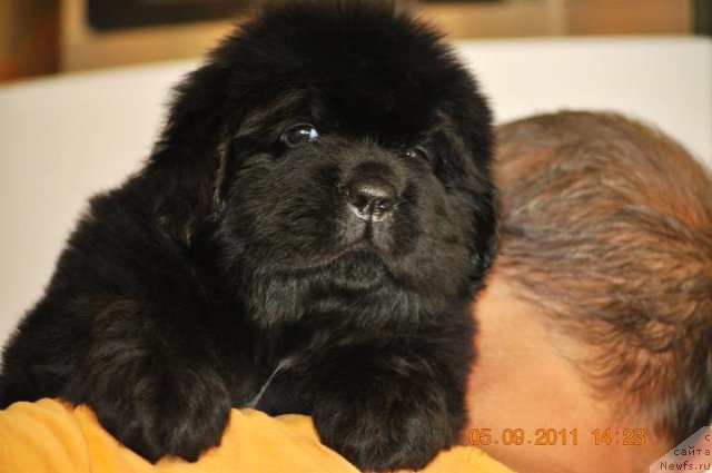 Фото: Zvezdnij Dar Agassi