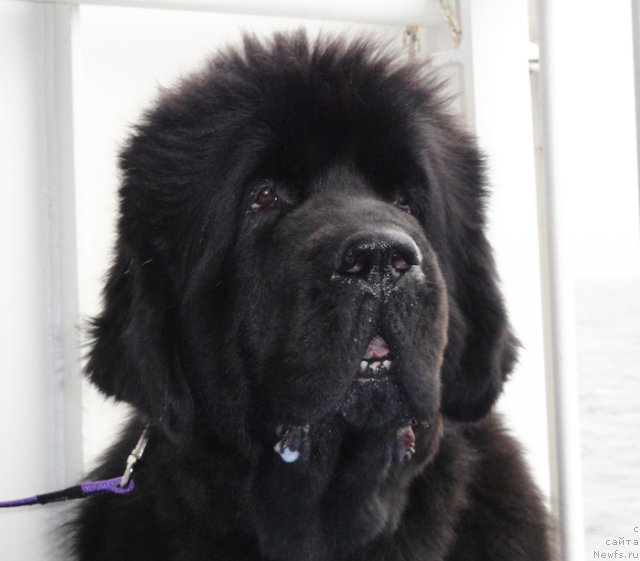 Фото: ньюфаундленд Бегущая по Волнам Вам и не Снилось (Begushaya po Volnam Vam I Ne Snilos)