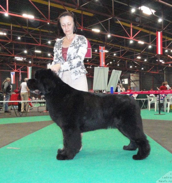 Фото: ньюфаундленд Бегущая по Волнам Вам и не Снилось (Begushaya po Volnam Vam I Ne Snilos)