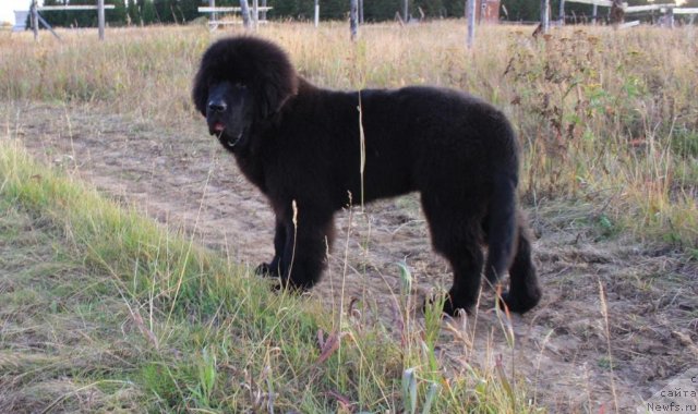 Фото: ньюфаундленд Бегущая по Волнам Зеро Коол