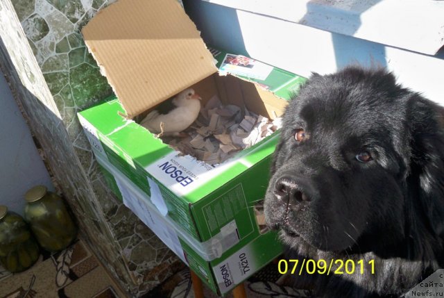 Фото: ньюфаундленд Смигар Волна Успеха