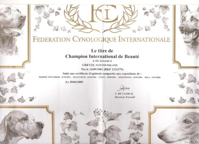 Фото: ньюфаундленд Грейзи (Greyzi)