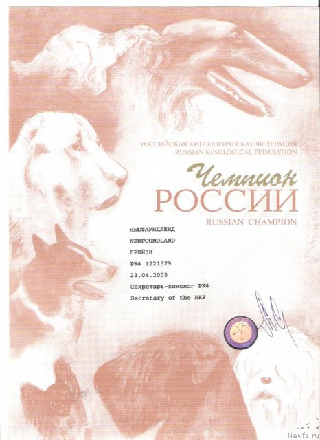 Фото: ньюфаундленд Грейзи (Greyzi)