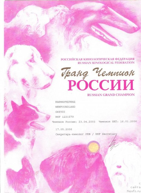 Фото: ньюфаундленд Грейзи (Greyzi)