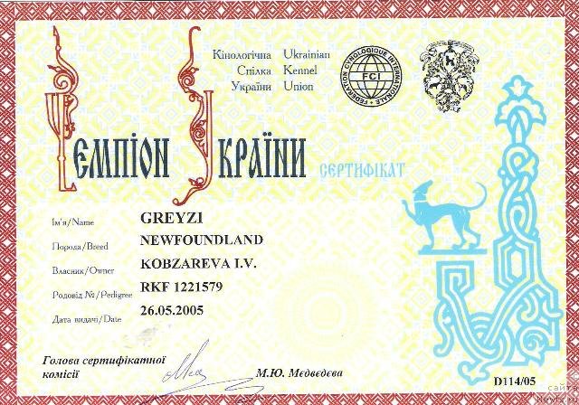 Фото: ньюфаундленд Грейзи (Greyzi)