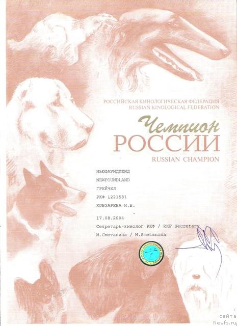 Фото: ньюфаундленд Грейчел (Greychel)