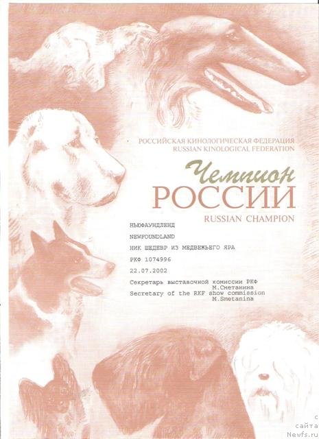 Фото: ньюфаундленд Ник Шедевр из Медвежьего Яра (Nick Shedevr iz Medvejyego Yara)