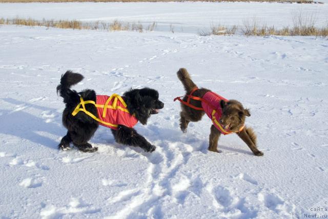 Фото: ньюфаундленд Юган с Тоянова Городка (Ygan s Toyanova Gorodka), ньюфаундленд Лесная Сказка Изольда