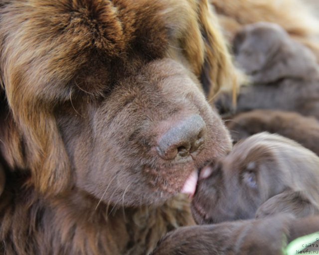 Фото: ньюфаундленд Игерма из Академии Шоколада (Igerma iz Akademii Shokolada), и дети