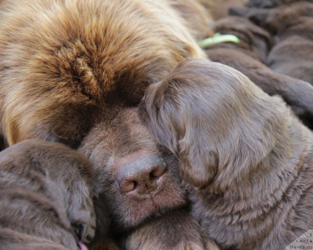 Фото: ньюфаундленд Игерма из Академии Шоколада (Igerma iz Akademii Shokolada), и дети