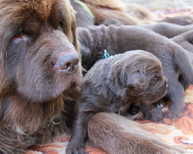 Фото: ньюфаундленд Игерма из Академии Шоколада (Igerma iz Akademii Shokolada), и дети